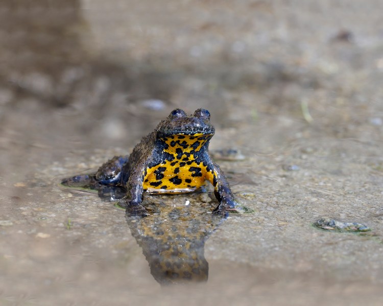 Yellow Bellied Toad ~ 2-3cm